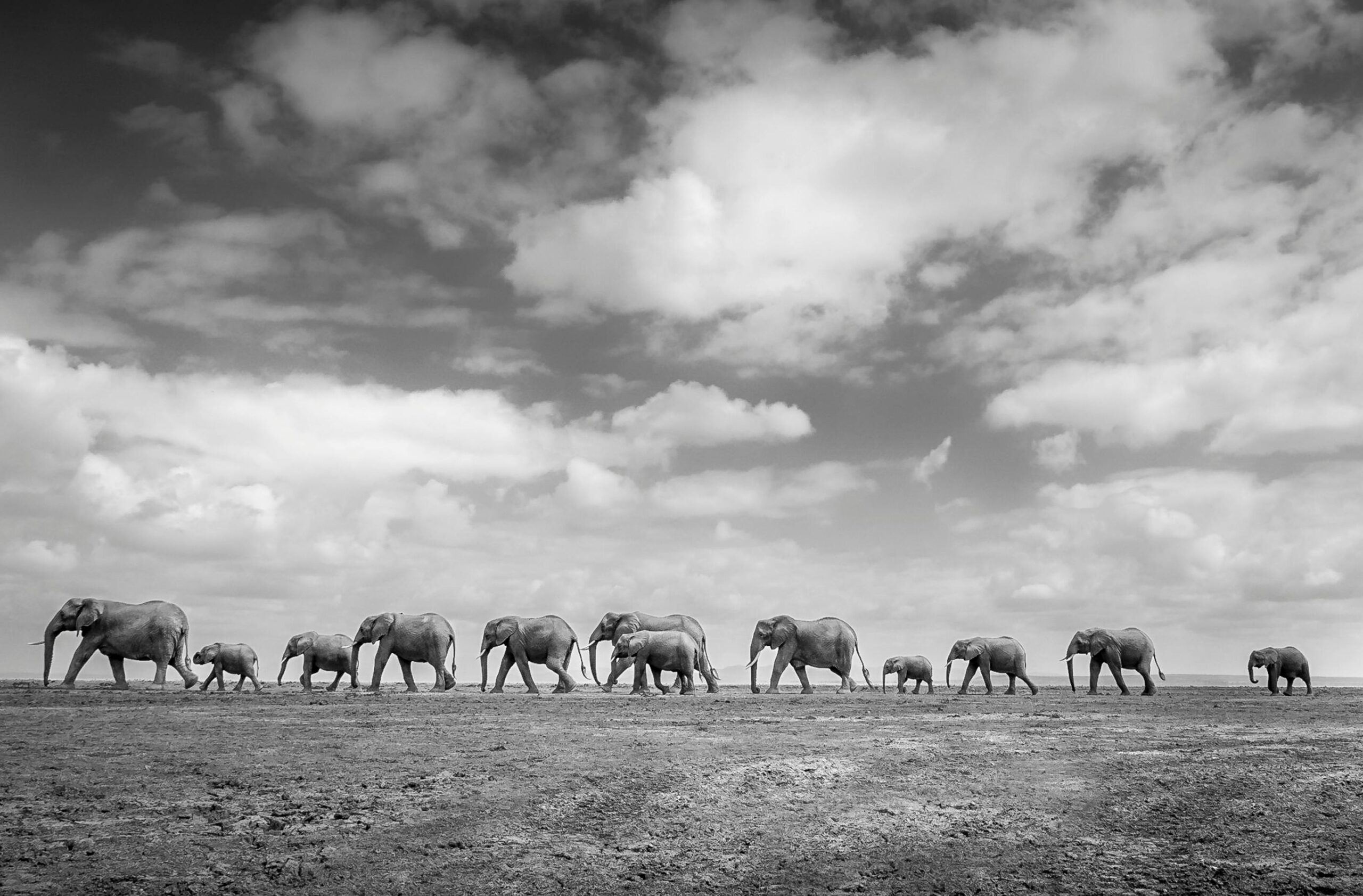 A herd of elephants walking in single file across an open plain