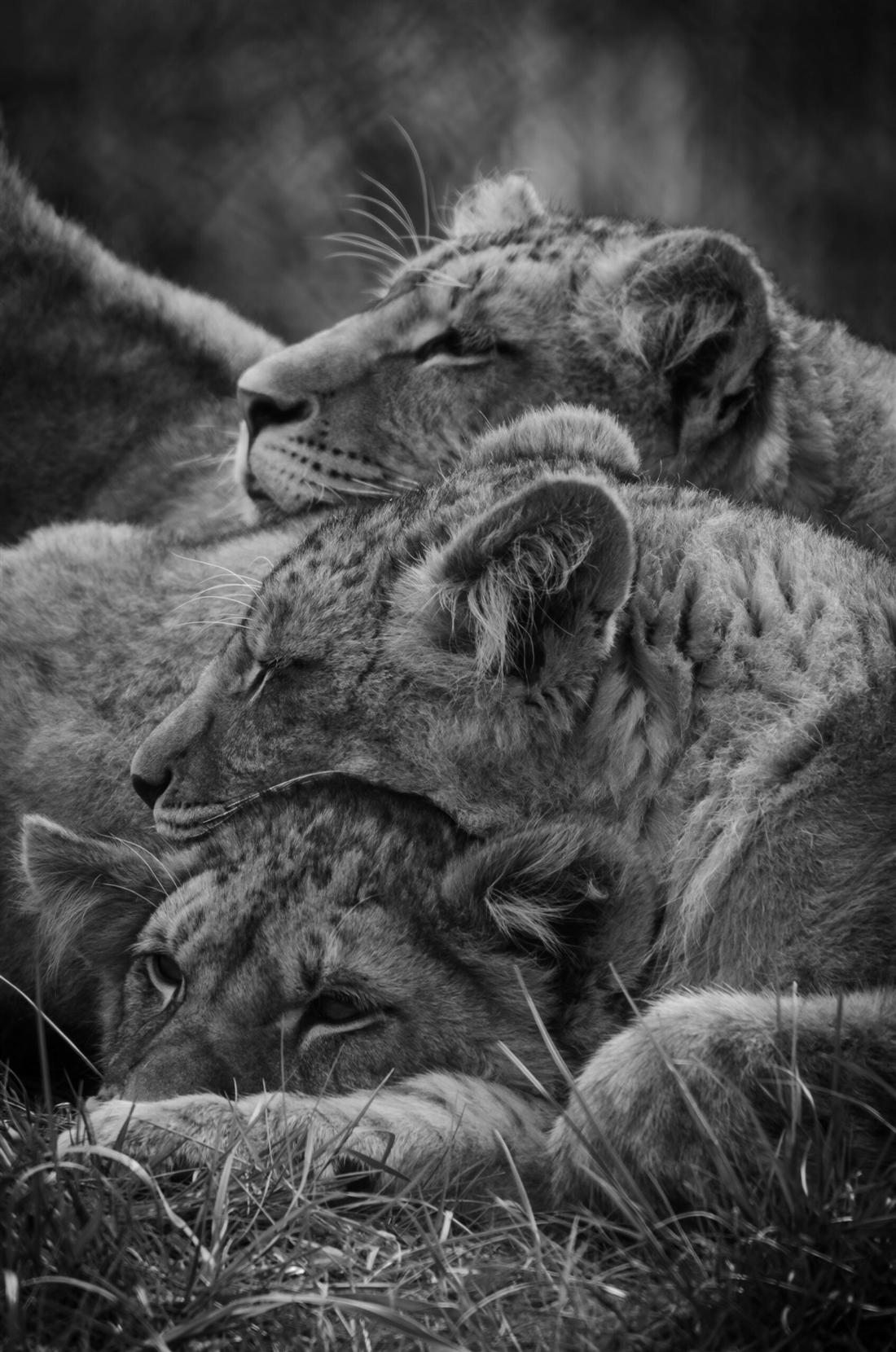 Three young lions resting together