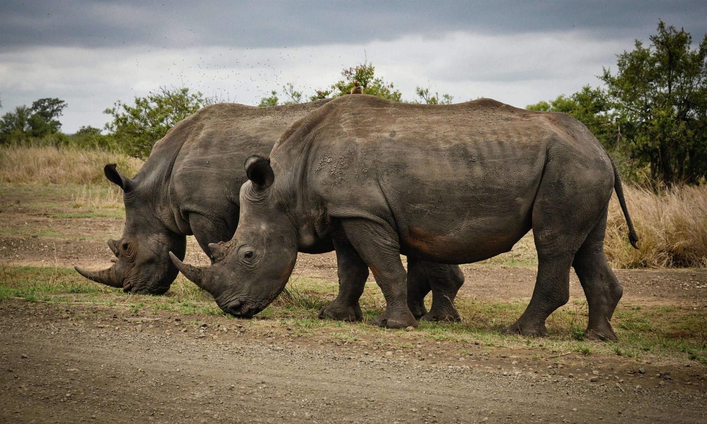 Two white rhinos grazing side by side beside a gravel road