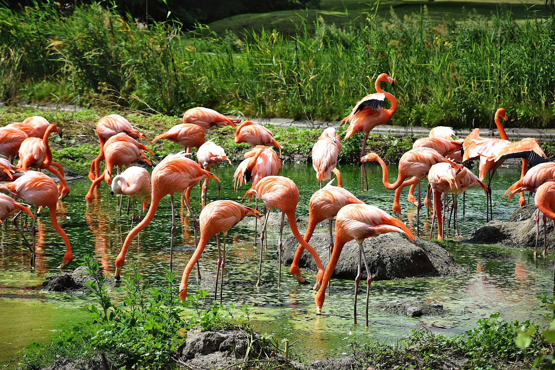 A colony of pink flamingos wading in a lagoon