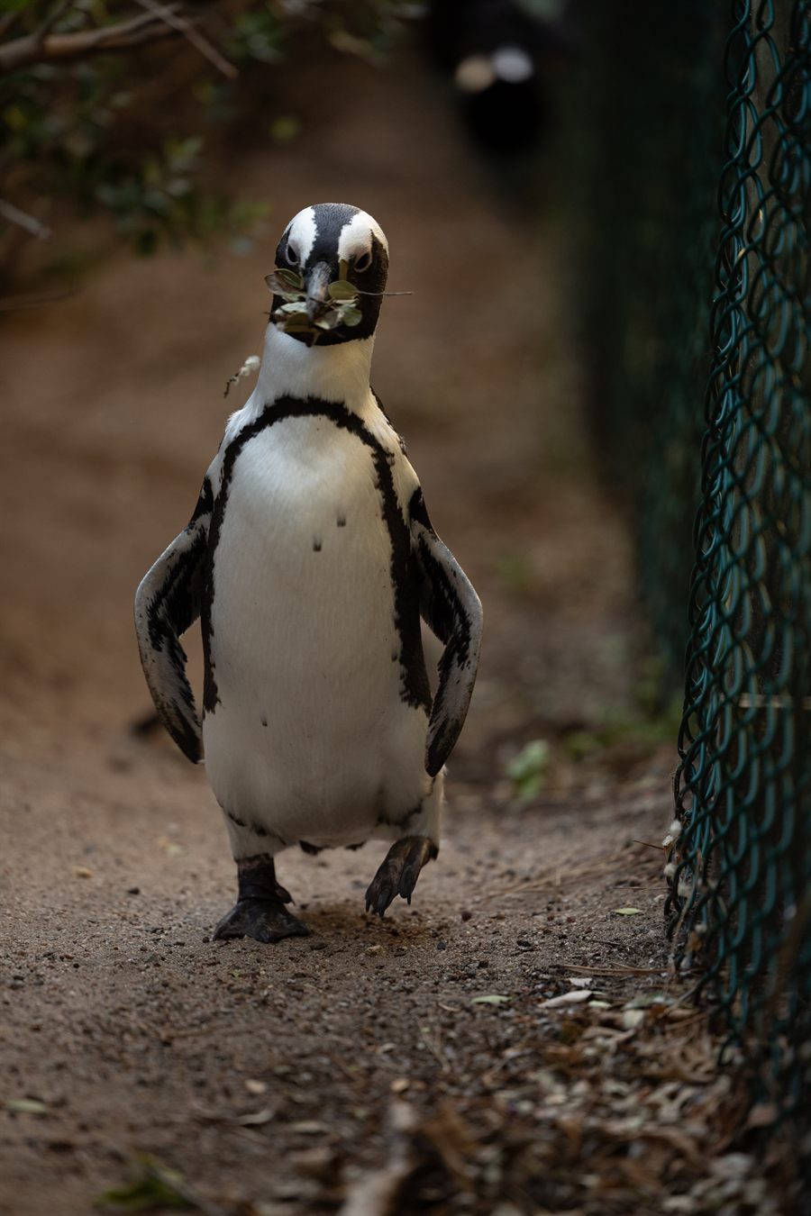 An African penguin standing upright