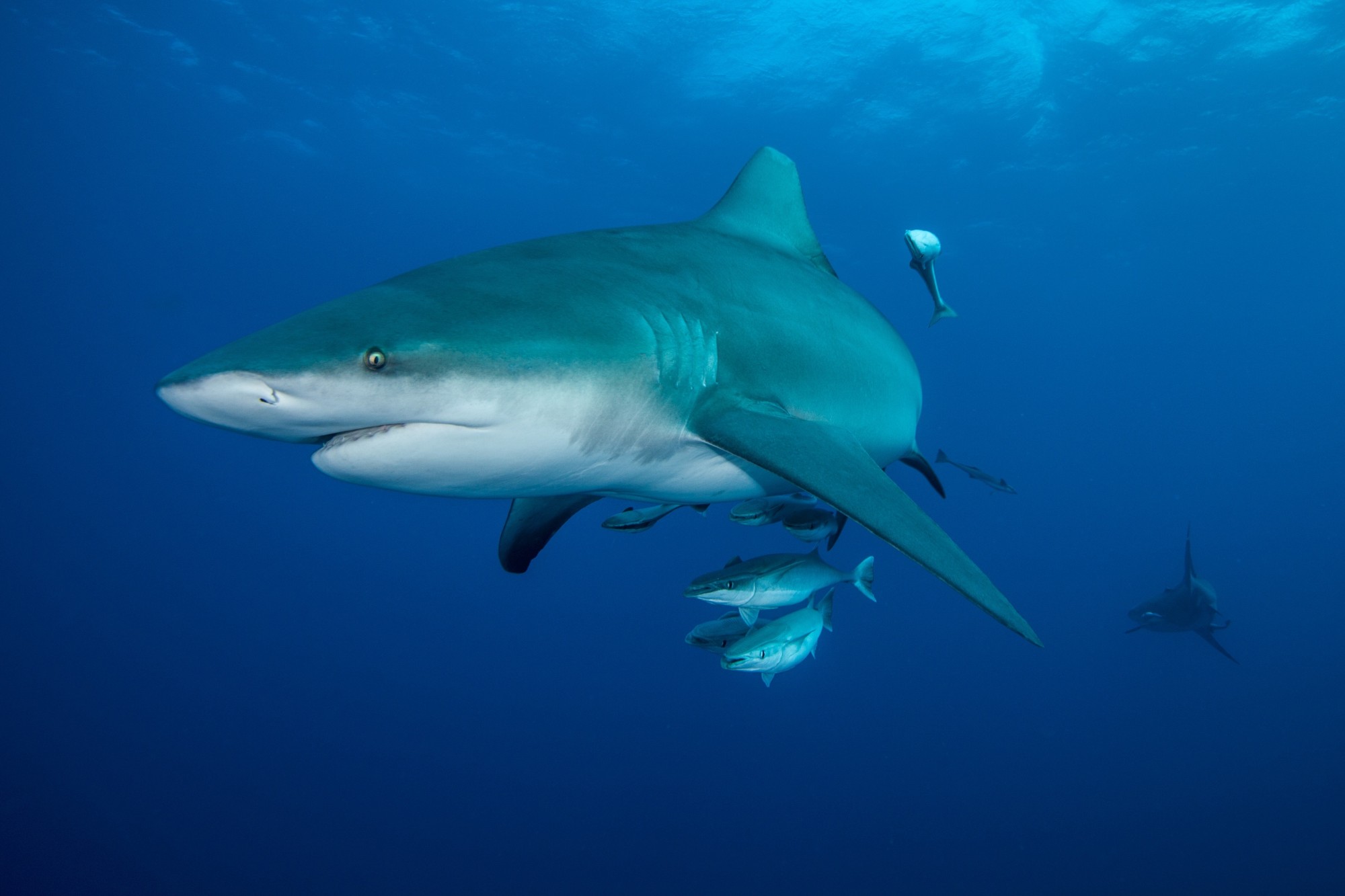 A bull shark swimming through clear blue water with fish alongside
