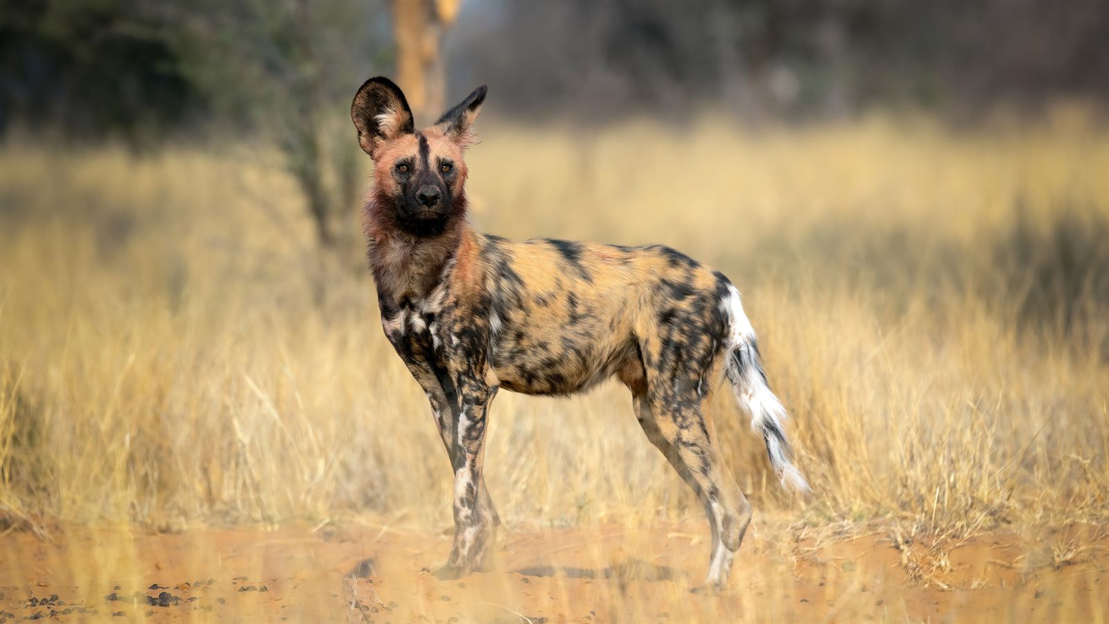 An African wild dog standing in dry grass