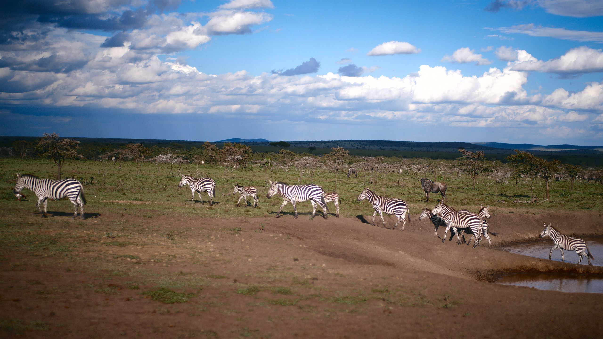 A herd of zebra crossing the plains under a blue sky