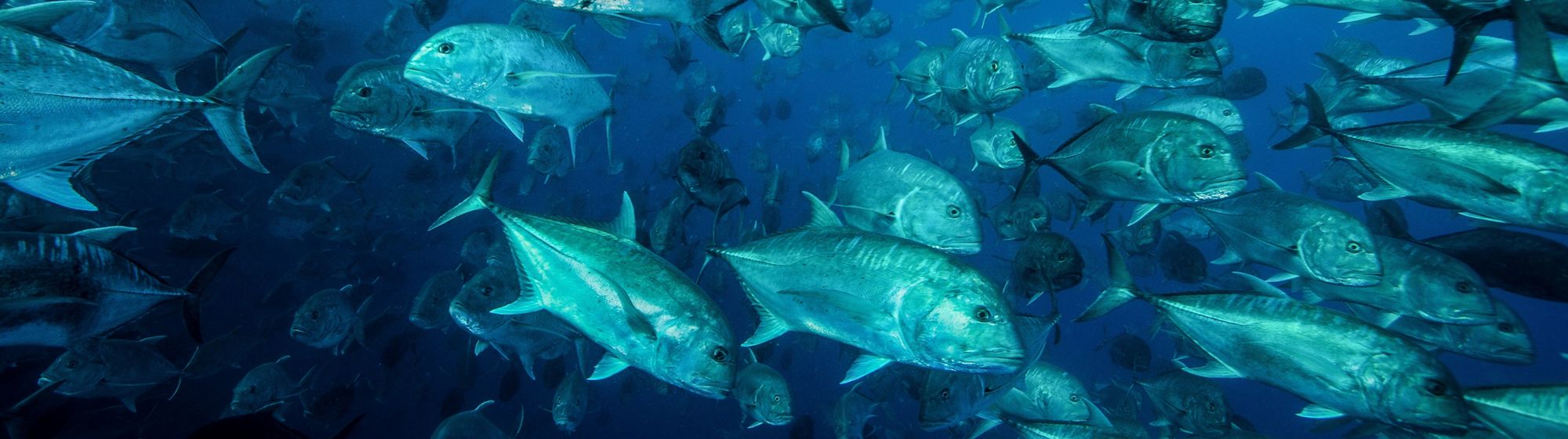 Fish Background